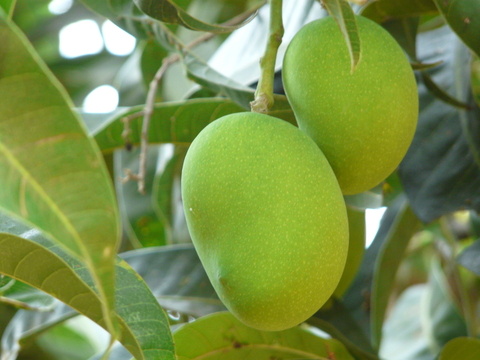 Mangifera indica 'Alphonso' (Indian mango)