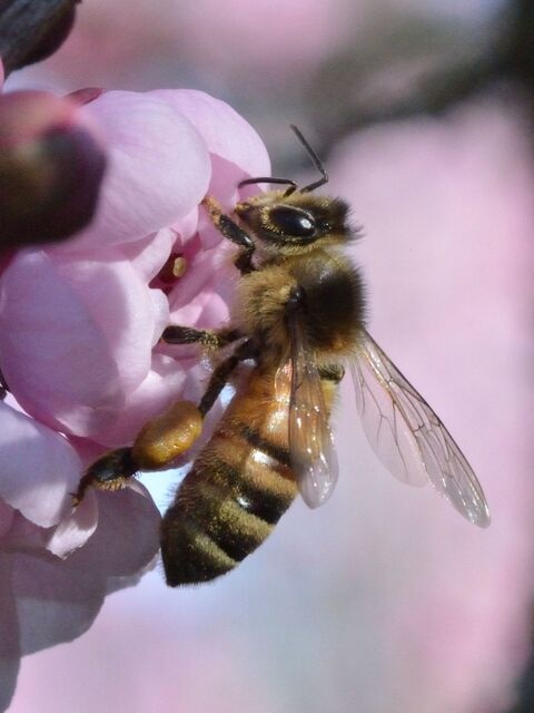 Apis mellifera strain DH4 (Western Honey Bee)