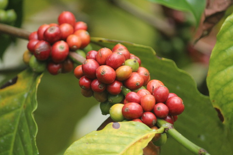 Coffea arabica