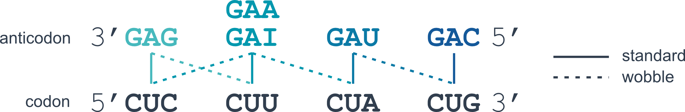 possibilites of wobble base pairing